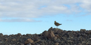 Sharon Eakes photo of Icelandic seabird
