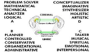 Herrmann model of cerebral and limbic processes