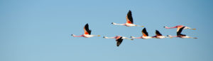 Flock of birds, by Shwetha Shankar on Unsplash